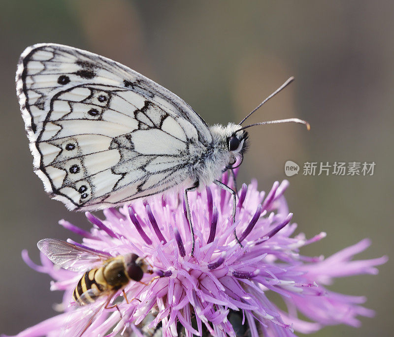 大理石白蝴蝶(Melanargia galathea)